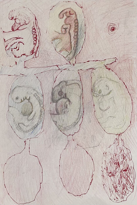 Embryo